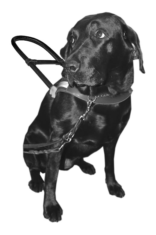 Seeing Eye Dog